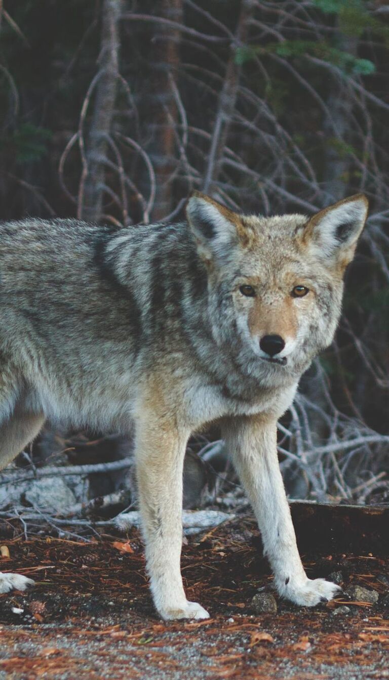 Ein Wolf der auf steht und auf einen zu sieht